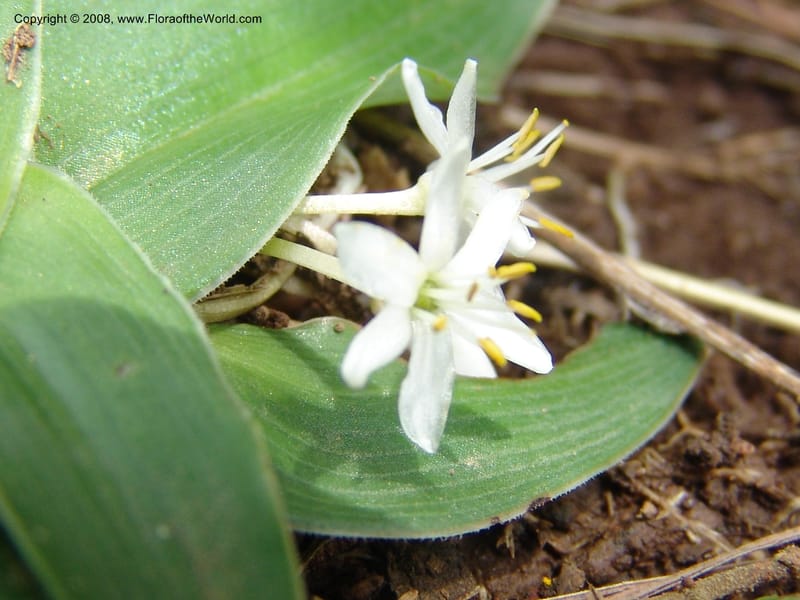 Chlorophytum tetraphyllum--Ethiopia. Bio, 6 km N of Modjo, rd twd Debre Zeit. 14 Jul 04. 032.jpg