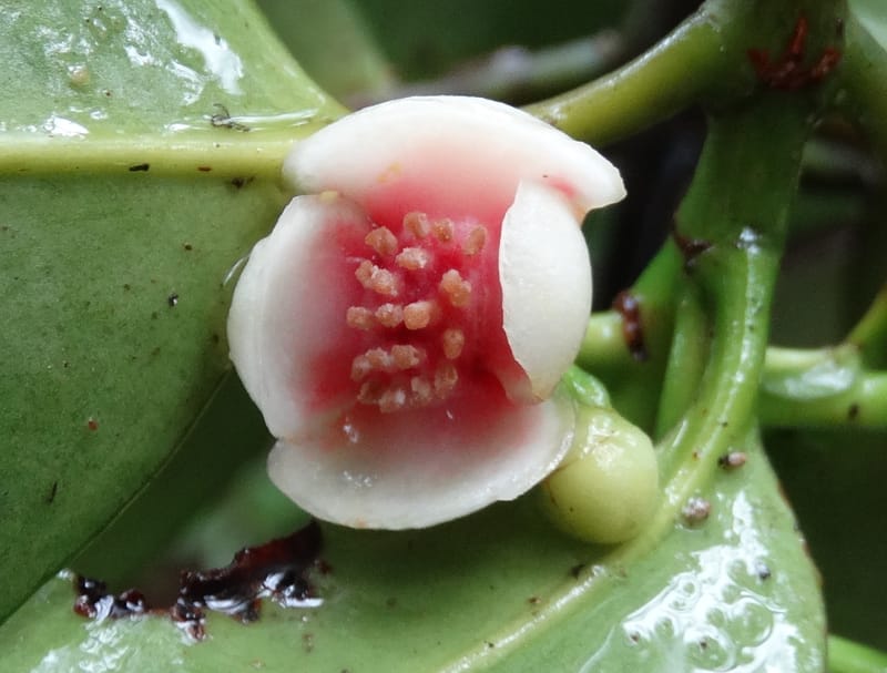 Garcinia, Lowry, P 7407--New Caledonia. Creek Hervouet. 19 Nov 2015. DSC03817 (105).JPG