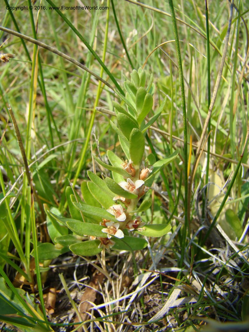 Glaux maritima, D. Mansfield 08-494--OR. Malheur Co. 10 km W of Rome on Hwy 95. 16 Jul 08. 029.jpg