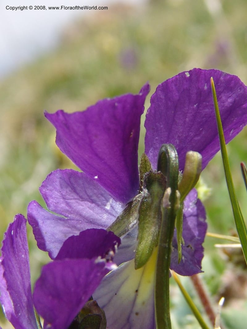 Viola oreades--Georgia. Vic. of Tskhrats'karo Pass. 7 Jun 05. 179.jpg