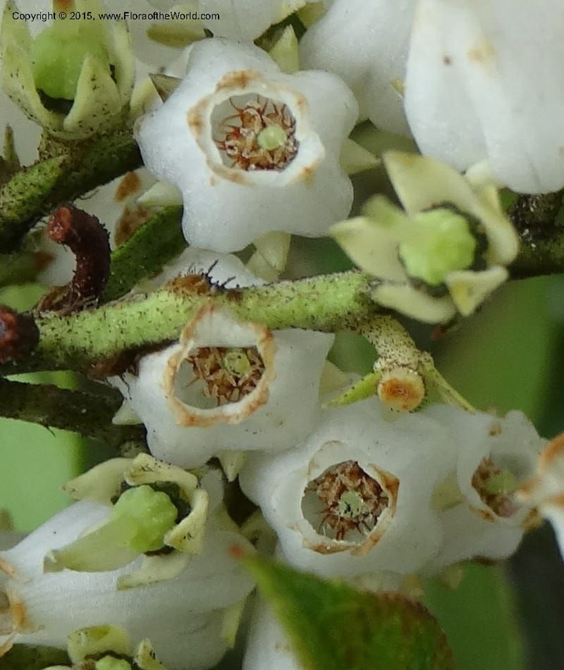 Pieris floribunda, Davidson, C 12956--North Carolina. Trans. Co. Devil's Courthouse View. 12 May 2015. DSC04151 (15).JPG