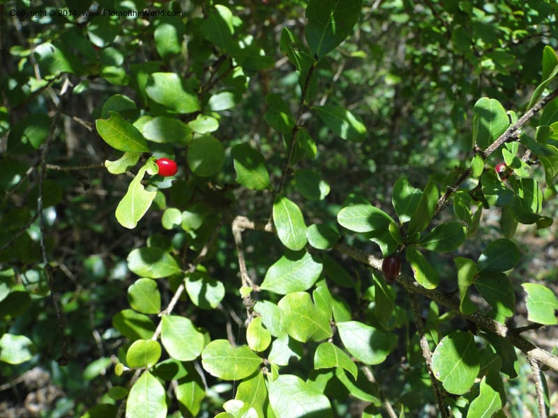 Erythroxylum cuneifolium, Stevens, W.D. 31055, Cerro Cora, 15 Mar 2011 1461 (1).JPG
