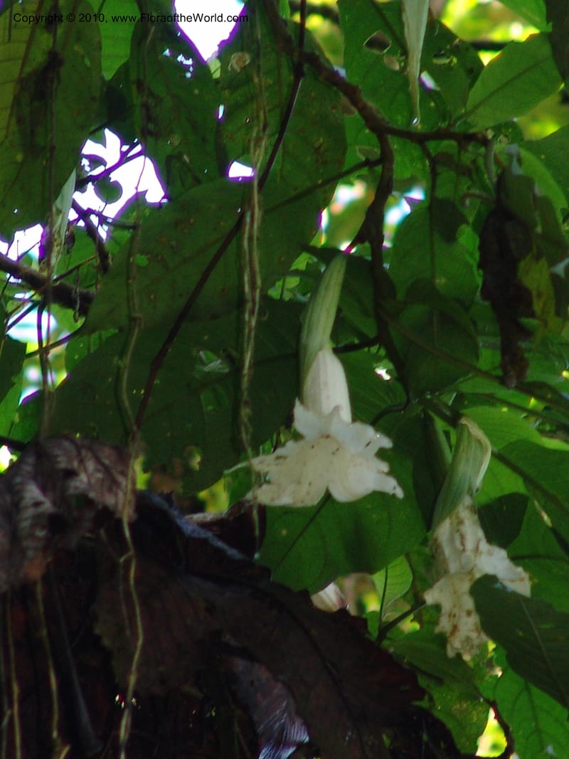 Brugmansia--Ecuador. Edo. Pichincha. Bosque Nublado Sta. Lucia. 14 Mar 06. 103 (1).jpg