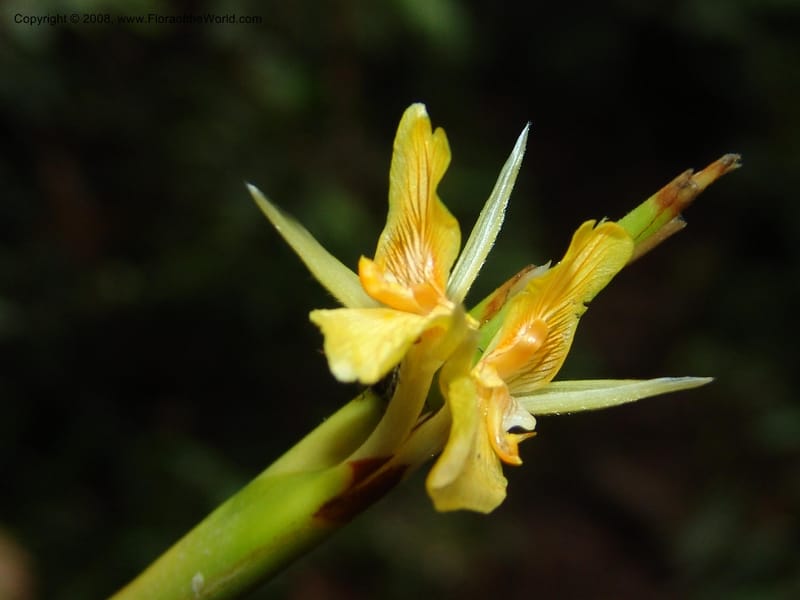 Ischnosiphon inflatus, Croat95104--Ecuador. Prov. Esmeraldas. Alto Tambo. 21 Feb 05. 016.jpg