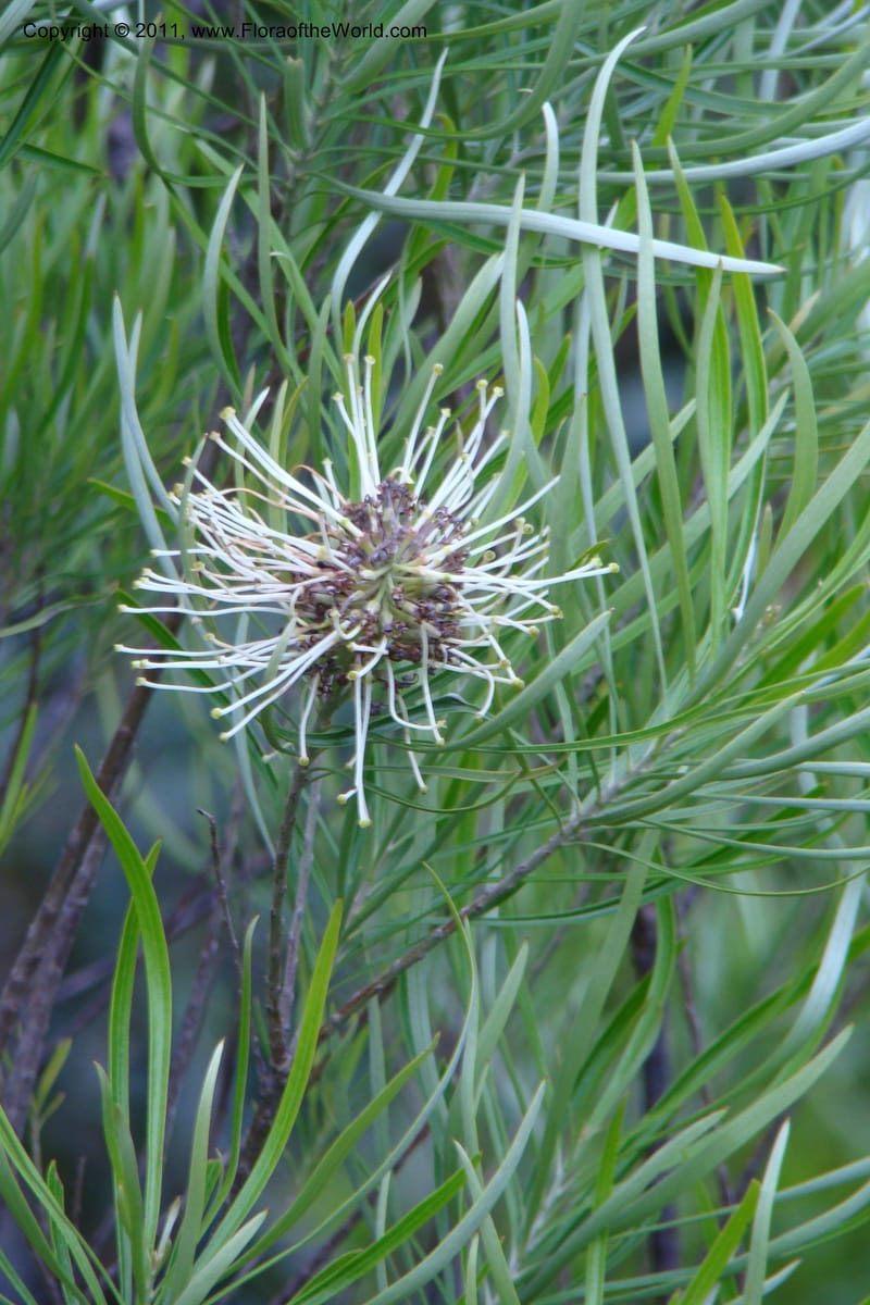 Grevillea exul, M. Callmander 809--New Caledonia. Mont Dore. 20 Jan 2010. 001 (143).jpg