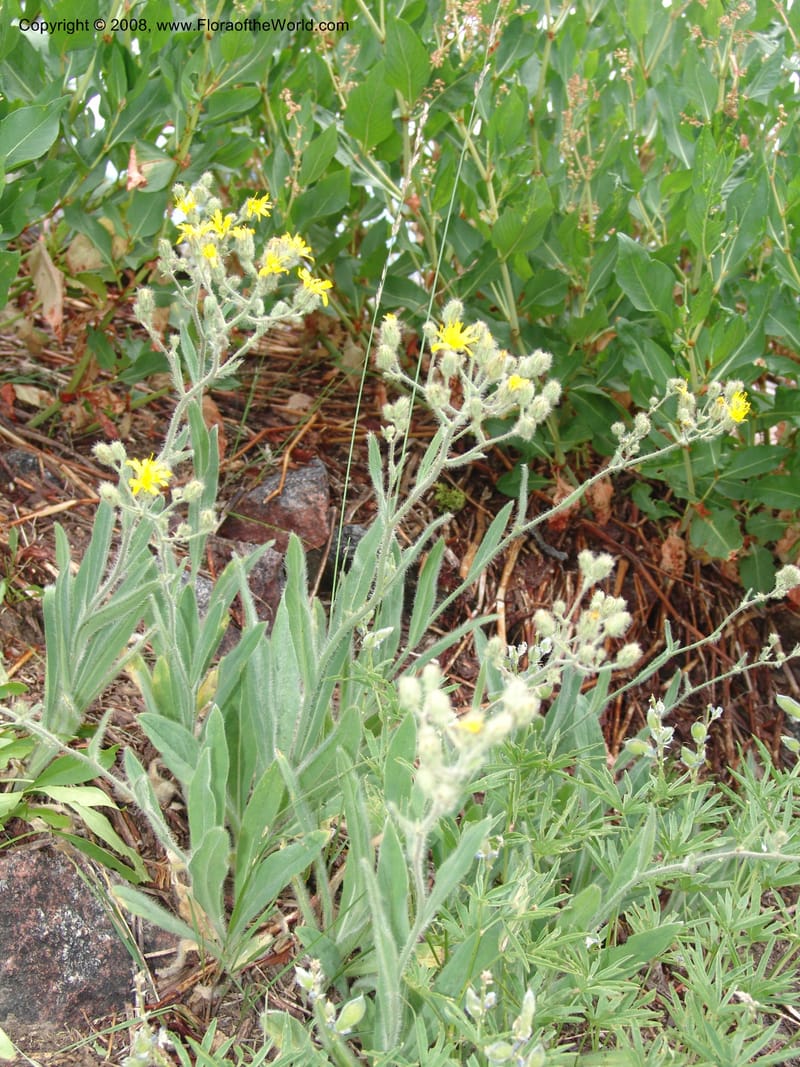 Hieracium cynoglossoides, CDavidson11103--ID. Valley Co. Top of Brundage Mtn.. 15 Jul 07. 047.jpg