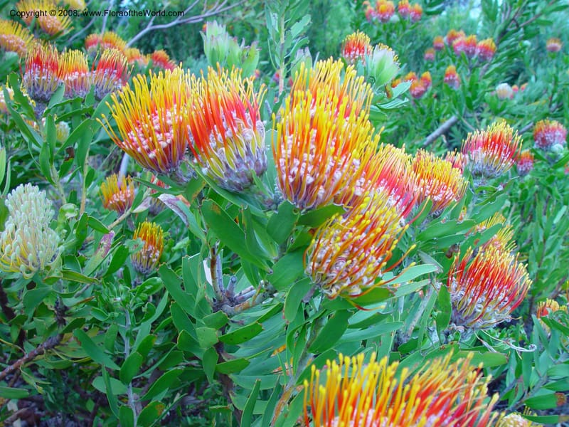Leucospermum --So. Africa. Cape Province. Kirstenbosch Bot. Gard. 20 Nov 02. 055.jpg