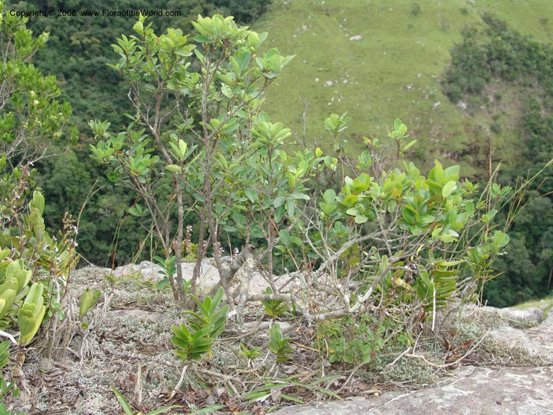 Erythroxylum pictum--So.Africa. E. Cape. Umtamvuna Nat. Res. 11 Mch 05. 266.jpg