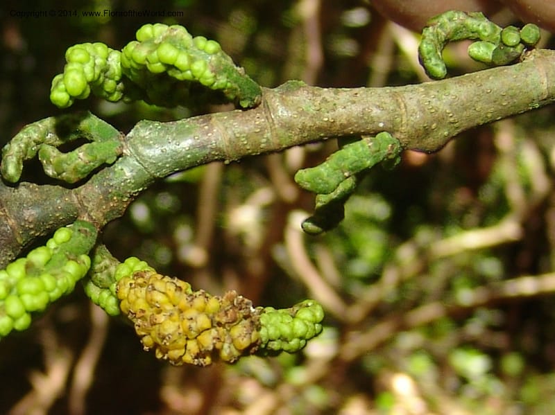 Sorocea, Farfan 774--Peru. Edo. Madre de Dios. Quebrada Loboyoc. 21 Oct 05. 271.jpg