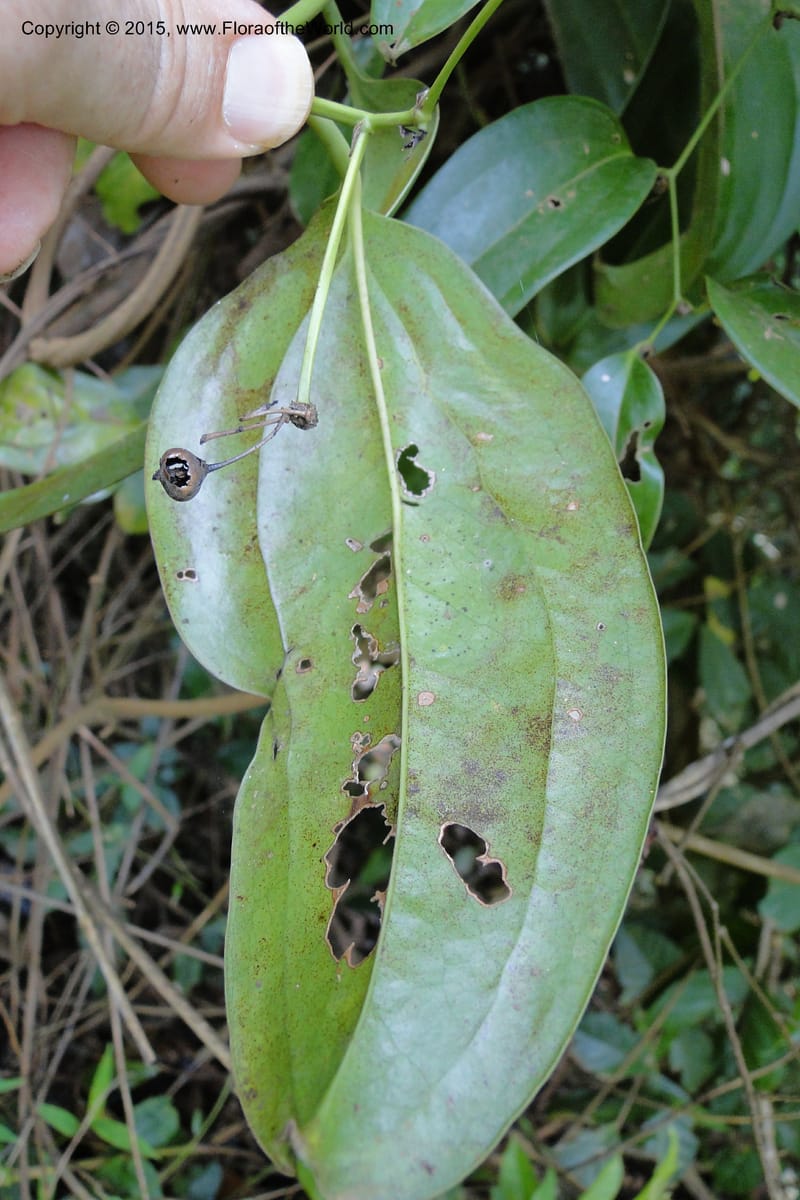 Smilax, Regalado 1926--Viet Nam. Da Ha to Tan Not R. Sta. 14 May 2011. 221.jpg