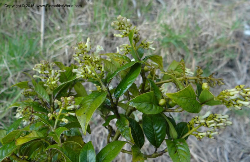 Psychotria, Ulloa, C 2246--Ecuador. Loja. El Tiro. 27 Sep 2012. DSC04675 (91).JPG