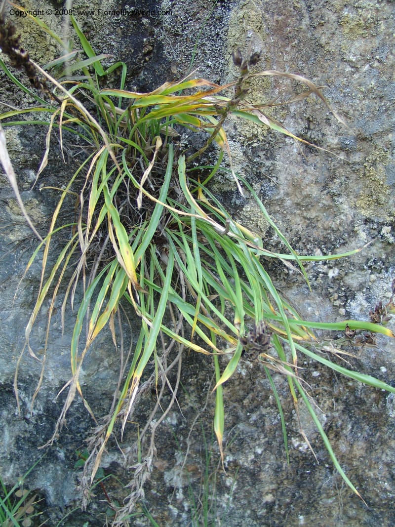 Pitcairnea pungens, Croat93263--Ecuador. Prov. Pichincha. Old hwy Quito to Sto. Domingo. 12 Aug 04. 089.jpg