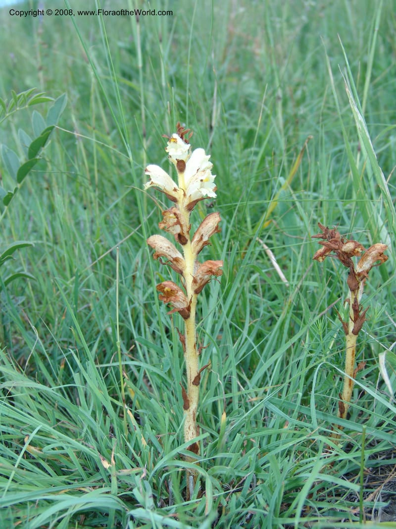 Orobanche--Georgia. Gori Upland, Gareji Steppe. Near salty lake. 9  Jun 05. 235.jpg