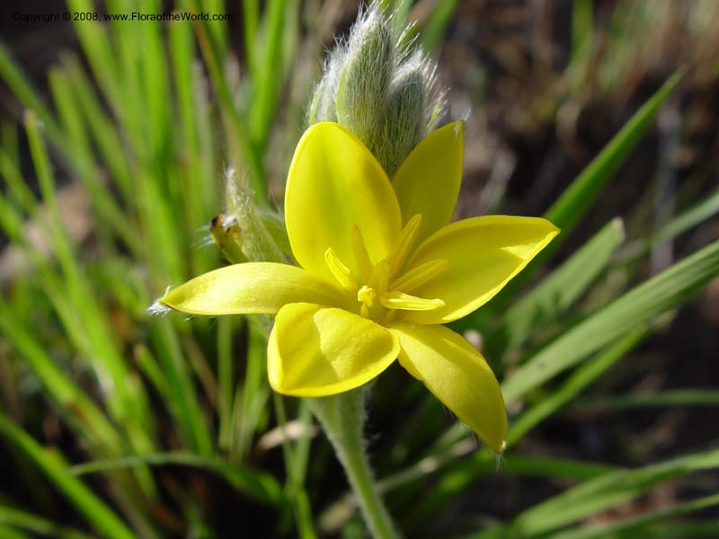 Hypoxis costata--So. Africa. Drakensberg Mts. Giant's Castle. 4 Oct 03. 042.jpg