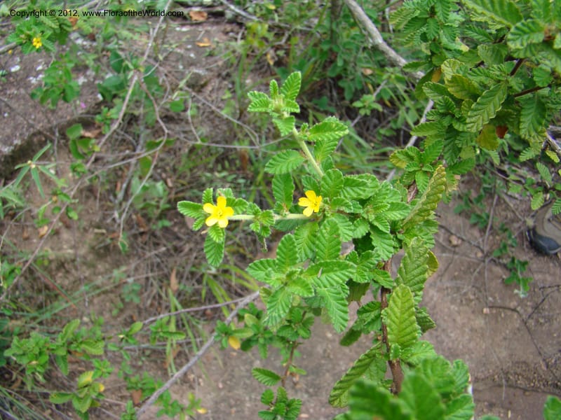 Turnera, N. Martinez M. 2432--MX. Chiapas. Jiquipilas. Cerro el Campanario. 14 Sep 08. 126 (13).jpg