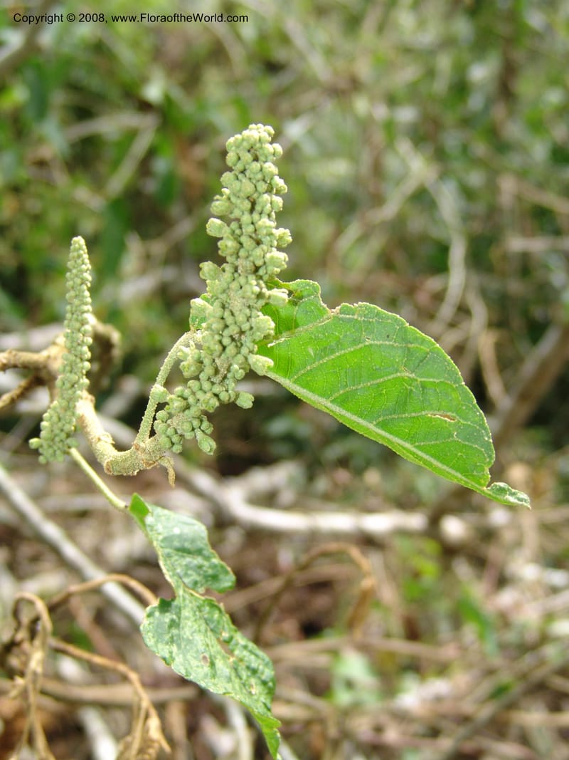 Croton, RVasquez32971--Peru. Pillcopata. Qbda Pini Pini. 29 Oct 07. 206.jpg
