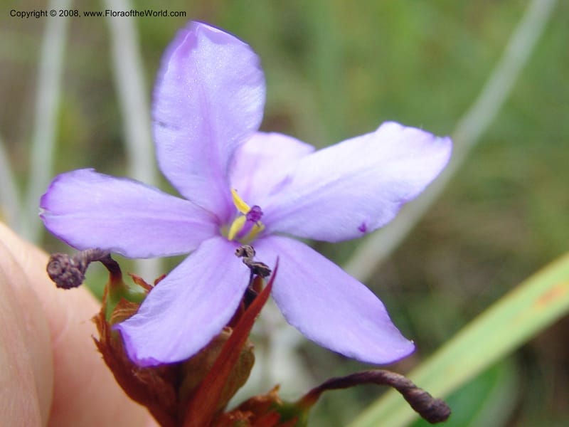 Aristaea abyssinica--So.Africa. E. Cape. Trappes Valley. 7 Mch 05. 106.jpg