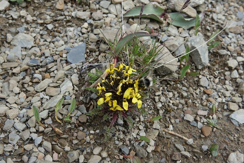 Soroseris gillii, C. Davidson 13771--China. Sichuan. Wu Ming Shan. 13 Aug 2017. DSC05530 (123).JPG