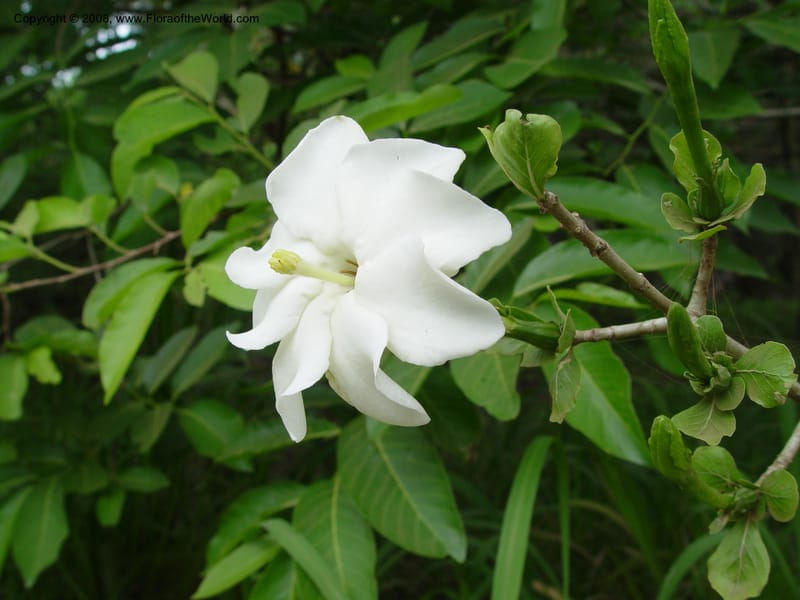 Gardenia thunbergii--So. Africa. KwaZuluNatal. Mtunzini. Twinstr. Mick's Park. 2 Oct  03. 053.jpg