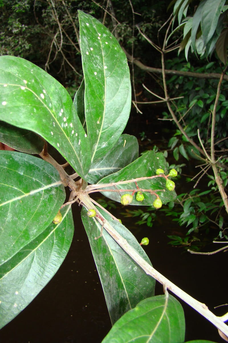 Nectandra, Vasquez 34819--Peru. Loreto. Dist. Nauta. Qbda Nawapa, Rio Tigre. 11 Nov 08. 357 (9).jpg