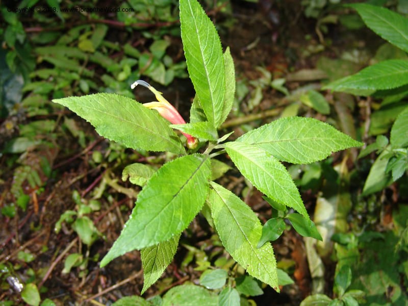 Lobelia laxiflora--Mexico. Chiapas. Res. Biosf. El Triunfo. Trail NW along stream. 9 Nov 04. 063.jpg