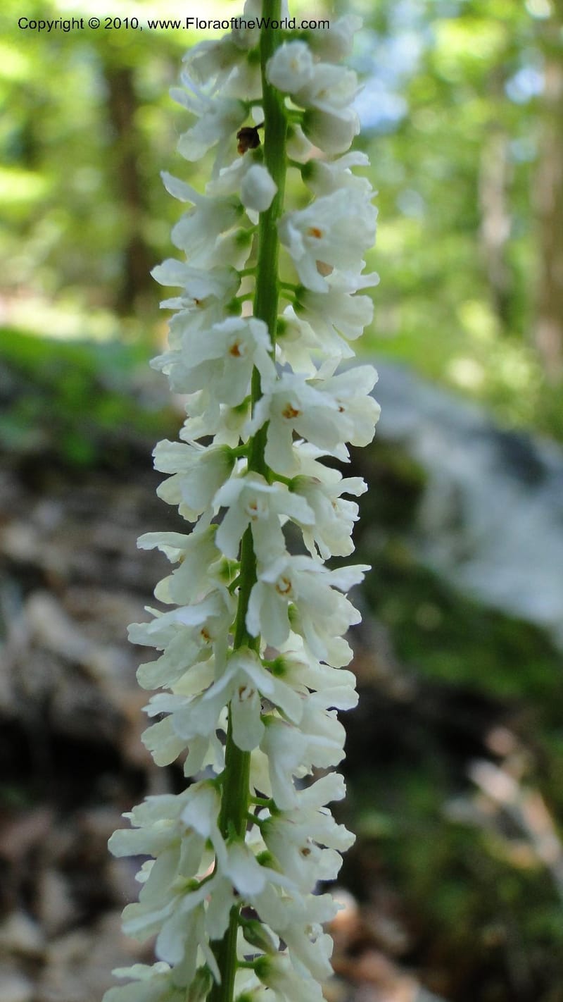 Galax aphylla, Mori 27456--North Carolina. Stokes Co. 26 May 2010. 088 (56).jpg