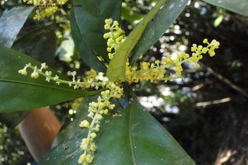 Chionanthus, Regalado 1840--Viet Nam. Bach Maa. 9 May 2011. 133 (1).jpg