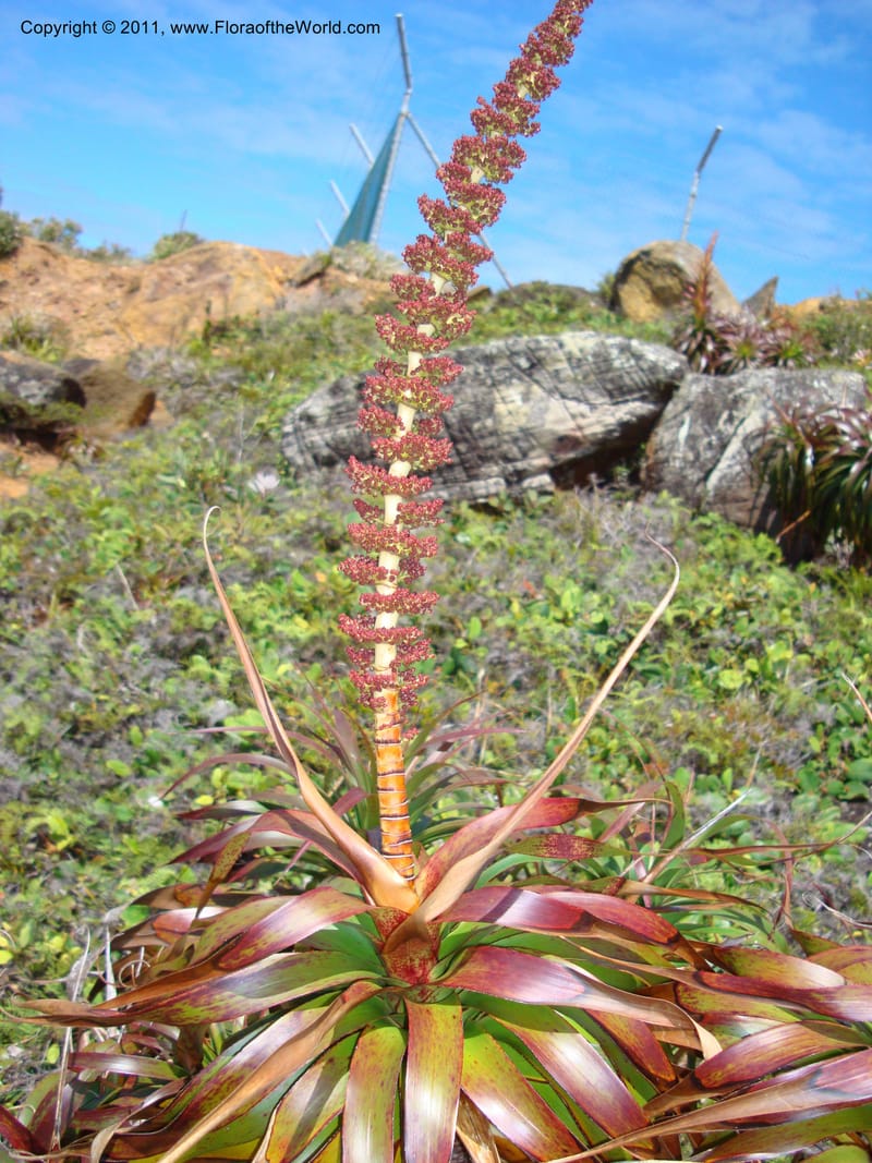 Dracophyllum verticillatum,  Munzinger, J 4771--New Caledonia, Prov N, Col d'Amoss,  14 Nov 2007, 003 (1).jpg