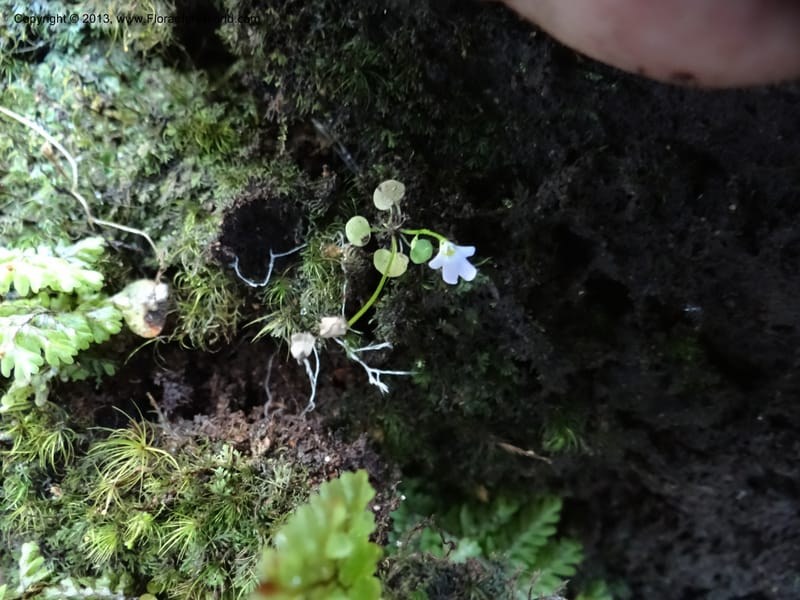 Utricularia, VC 5533--Thailand. Chiang Mai Prov. Doi Pha Hom Pok Nat. Park. 10 Nov 2012. DSC08349 (136).JPG