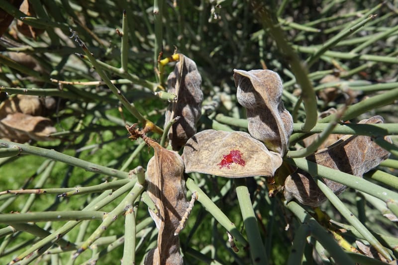 Ramorinoa girolae, Fortunato 13142--Argentina. Hwy 150, P.N. Ischigualasto. 7 Feb 2018. DSC09079 (180).JPG