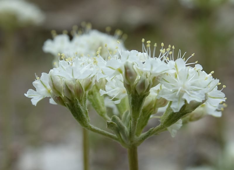 Eriogonum strictum subsp. proliferum, C. Davidson 13 587--ID. Boise Co. Scott Mtn. L.O. Rd. 25 May 2017. DSC00708. JPG (339).JPG