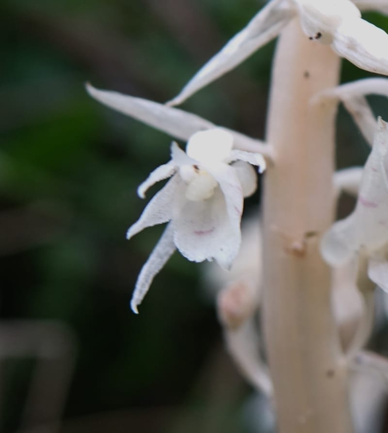 Epipogium roseum, Chung Kuo-Fang 3342--Taiwan. YangMing Shan Nat. Park. 18 May 2016. DSC02685 (222).JPG