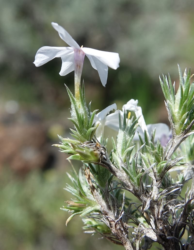 Phlox hoodii, C. Davidson 13543--ID. Blaine Co. Rock Creek Preserve. TNC. 13 May 2017. DSC00171 (50).JPG