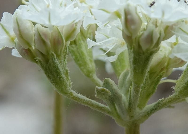 Eriogonum strictum subsp. proliferum, C. Davidson 13 587--ID. Boise Co. Scott Mtn. L.O. Rd. 25 May 2017. DSC00708. JPG (338).JPG
