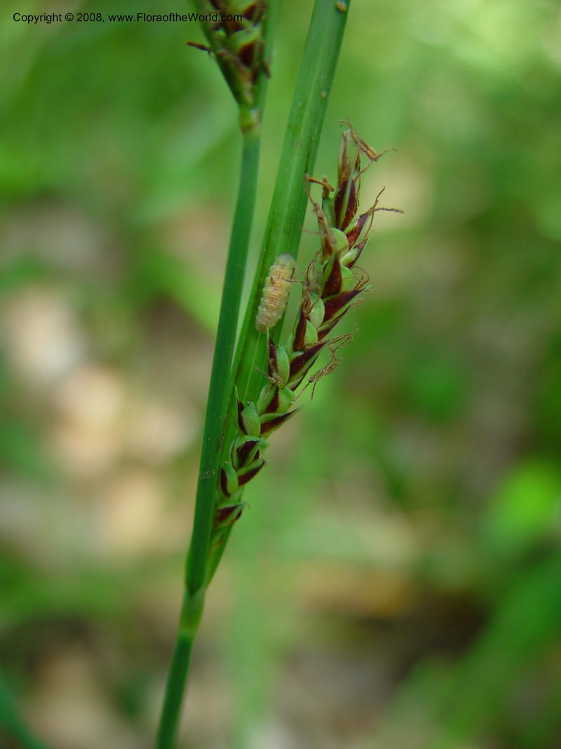 Carex--Italy. Abruzzo. Res. Torino di Sangro. 5 May 03. 115.jpg