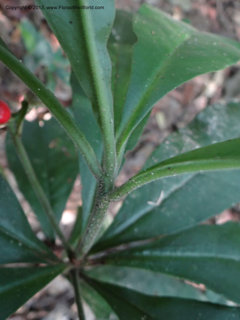 Ardisia, VC 5657--Thailand. Trang. Khao Baan Thad. 17 Nov 2012. DSC00079 (66).JPG