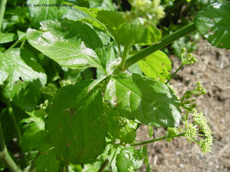 Smyrnium olusatum--Spain. Barcelona Botanic Garden. 19 Apr 04. 051.jpg
