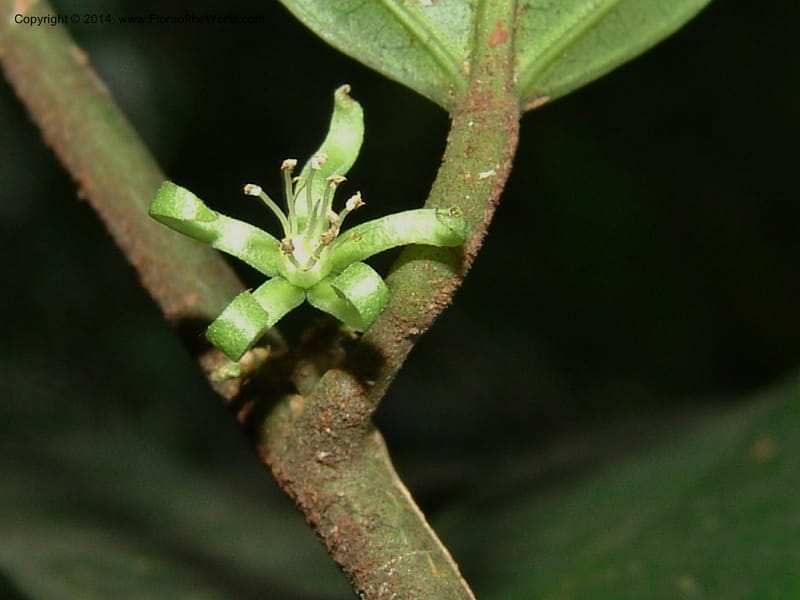 Leptonychia melanocarpa, Leal, M 1132--Gabon. Prov. Ogooue-Ivindo. Res. Lope. Sommet Main. 19 Apr 06. 060 (5).jpg