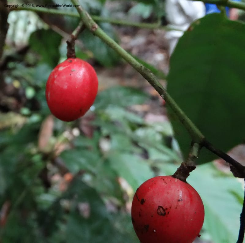 Meliosma, Davidson, C 12932--Sabah. Kinabalu Nat. Park. Nalumad Substesen. 29 Mar 2015. DSC01294 (121).JPG