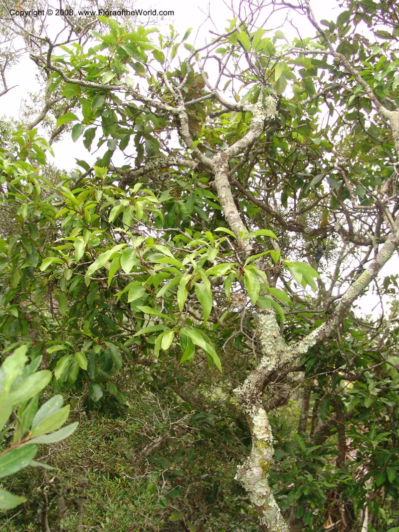 Faurea macnaughtonii--So.Africa. E. Cape. Umtamvuna Nat. Res. 11 Mch 05. 224.jpg