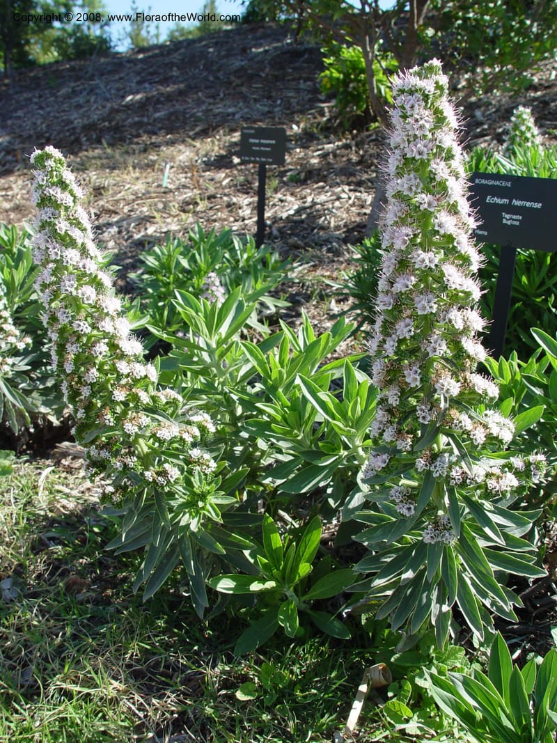 Echium hierrense, 2003.0310--Spain. Barcelona Botanic Garden. 21 Apr 04. 108.jpg