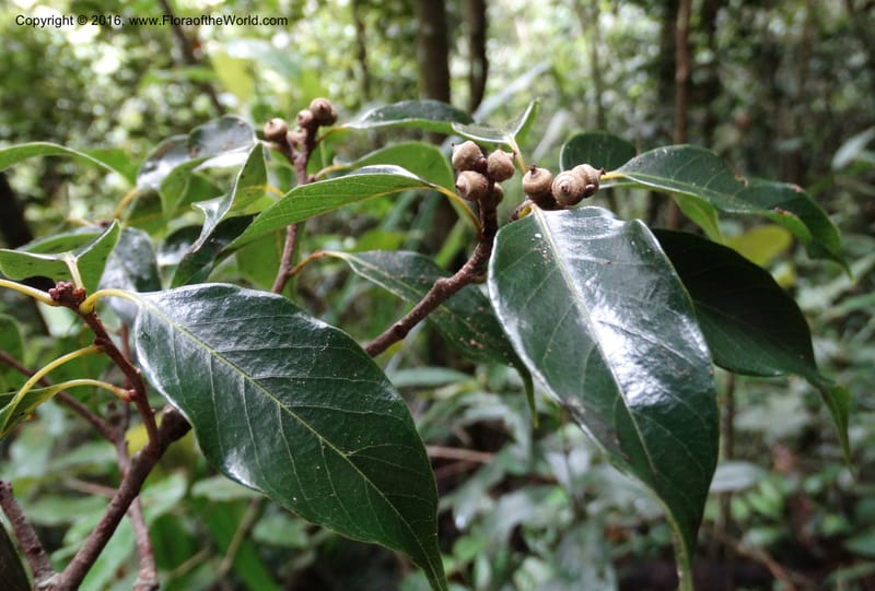 Quercus, Davidson, C 12742--Sabah. Mt. Kinabalu. Bundu Tuhan Trail. 11 Oct 2014. DSC04153 (177).JPG