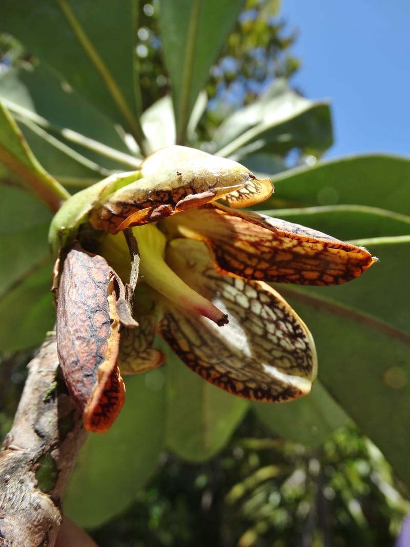 Strasburgeria robusta, Lowry, P 7371--New Caledonia. Mont Dzumac. 12 Nov 2015. DSC01563 (157).JPG