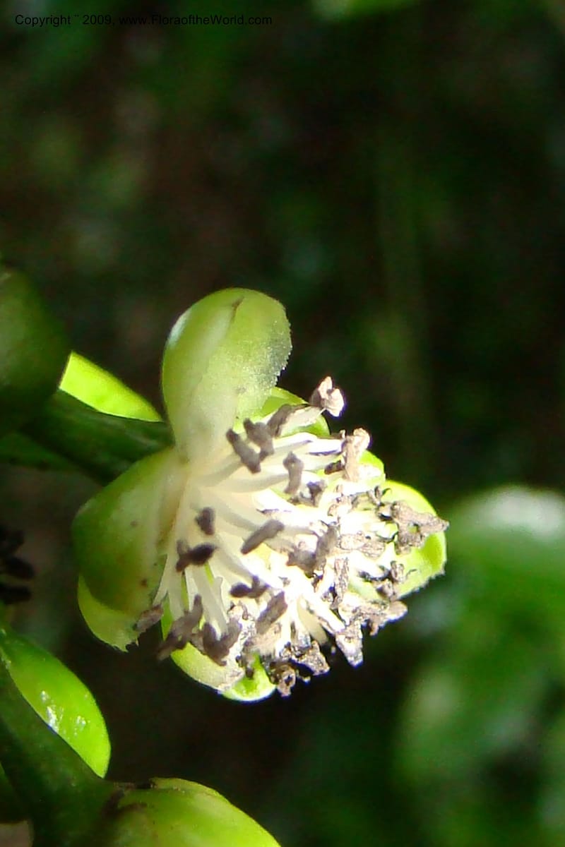 Barbeuia madagascariensis, Z. Rogers 1242--Madag. Prov. Fianar. E of Ifanadiana.15 Jan 09. 015.jpg