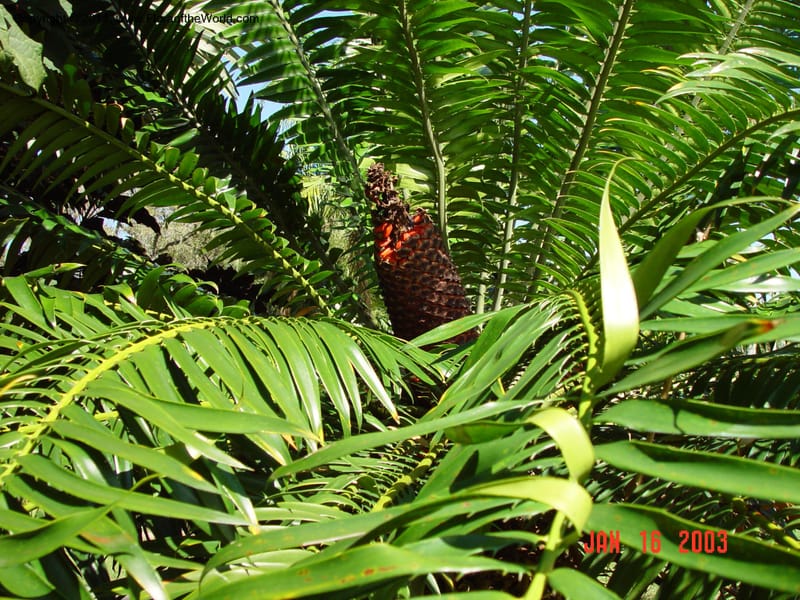 Encephalartos gratus--FL.  Fairchild Trop. Garden. SRC15 Jan 03.  162.jpg