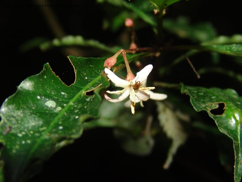 Hoffmannia steyermarkii, N.Martinez509--MX. Chiapas. Res. Biosf. El Triunfo. Trail NW along stream. 9 Nov 04. 080.jpg