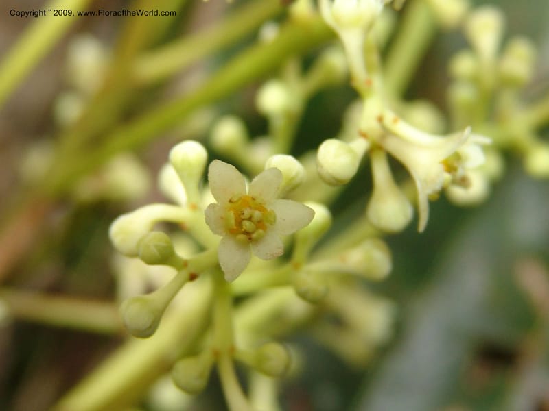 Nectandra, DNeill15914--Ecuador. Prv. Zam. Ch. C del Condor. Wawaime plot. 22 Sep 07. 394.jpg