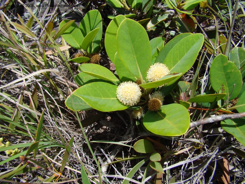 Codia, JMunzinger4769--New Caledonia. Col d'Amoss. 14 Nov 07. 129.jpg