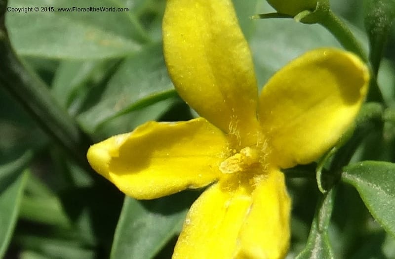 Jasminum fruticans, Davidson, C 12467--Georgia (Caucasus). Shio Mgvime. 7 Jun 2014. DSC07779 (181).JPG