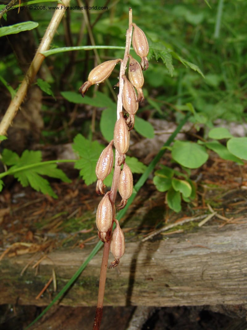 Corallorhiza maculata--ID. Valley Co. Sylvan Beach, Reservoir trail. 16 Aug 05. 136.jpg